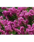 Lagerstroemia Petite Orchid